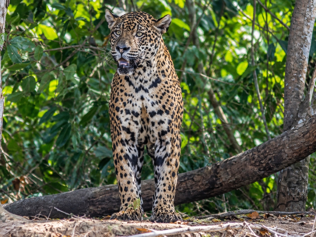 A jaguar in the Amazon photographed on a Yolda expedition