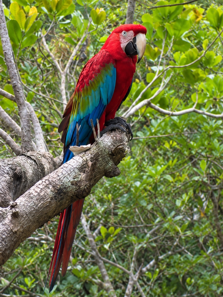 Scarlet macaw